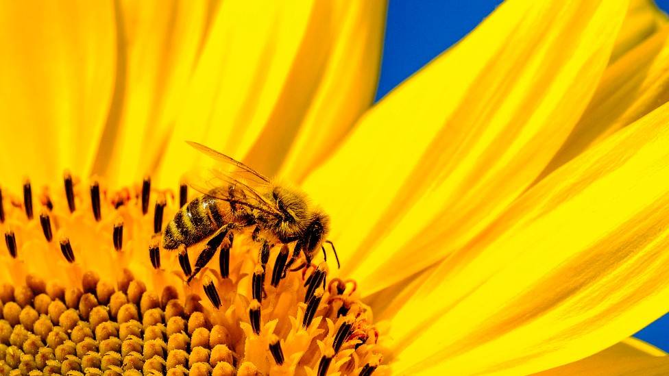 Abeja